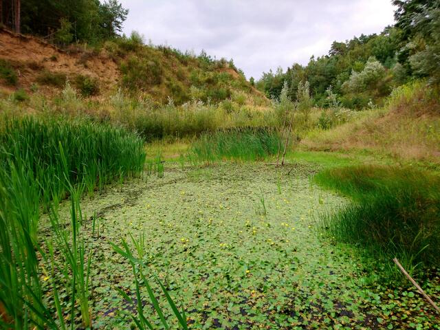 Wasserfläche mit Teichrosen