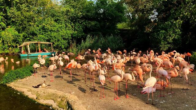 16. September 2020. Erlebnis-Zoo Hannover.  Fahrt auf dem Sambesi. I.  Bleibt gesund!