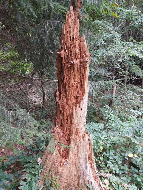 Leben und Sterben in der Natur