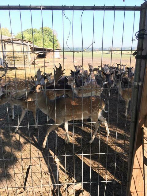 Damwild am Biergarten des Hotel Hiennies