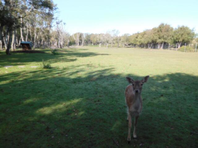 Wildgehege bei der Vogelkoje Meeram