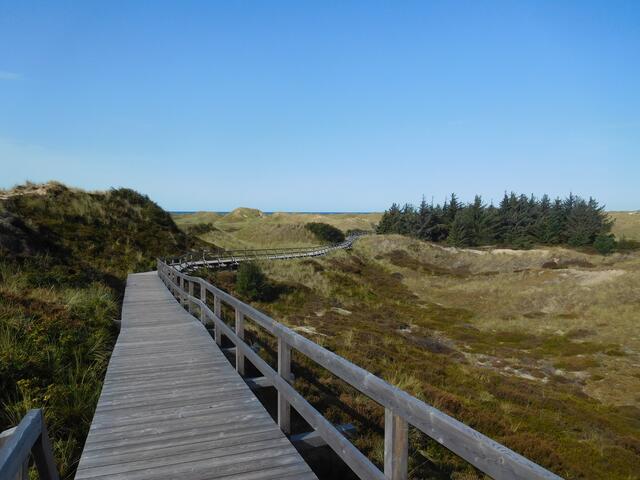 Bohlenwege führen durch die Dünen