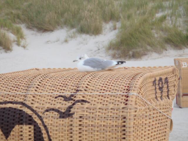 Auch der Möwe gefällt der Strandkorb.