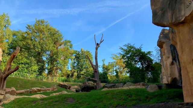 Erinnerung: September 2019. Erlebnis-Zoo Hannover. Gorilla.