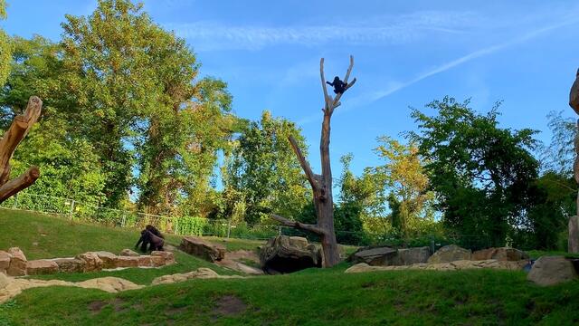Erinnerung: September 2019. Erlebnis-Zoo Hannover. Gorilla.