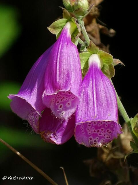 Wandertipp Harz - rund um den Oderteich: Fingerhut (Digitalis) (Foto: Katja Woidtke)