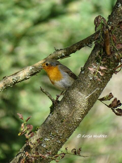 Wandertipp Harz - rund um den Oderteich: Rotkehlchen (Erithacus rubecula) (Foto: Katja Woidtke)