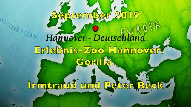 Erinnerung: September 2019. Erlebnis-Zoo Hannover. Gorilla.