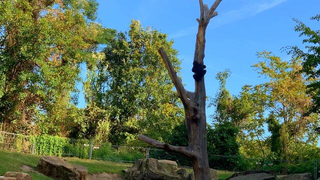 Erinnerung: September 2019. Erlebnis-Zoo Hannover. Gorilla.