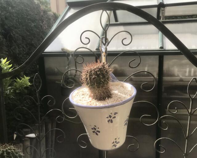 Neuer Topf mit dem gleichen Kaktus neu bepflanzt.