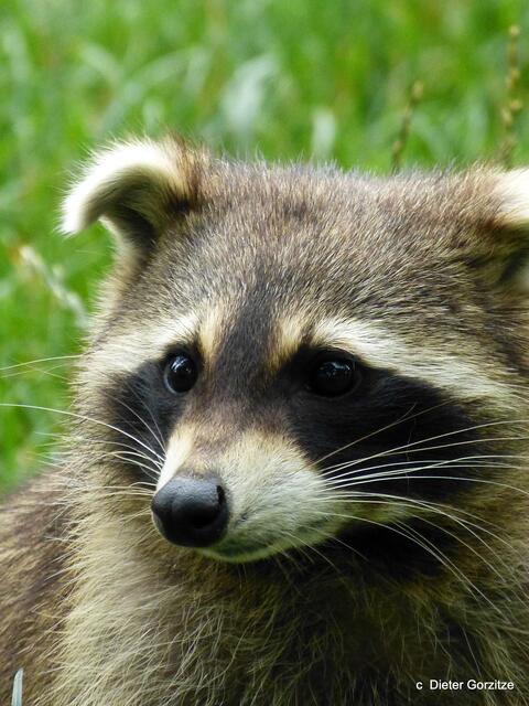 Waschbär