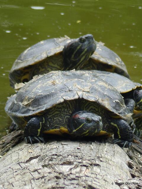 Schmuckschildkröten