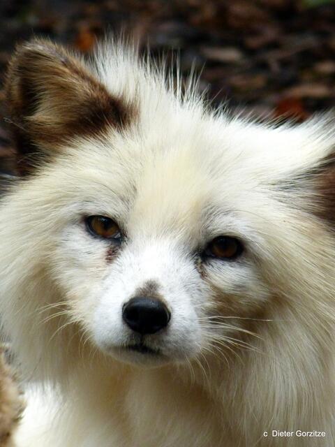 Eisfuchs