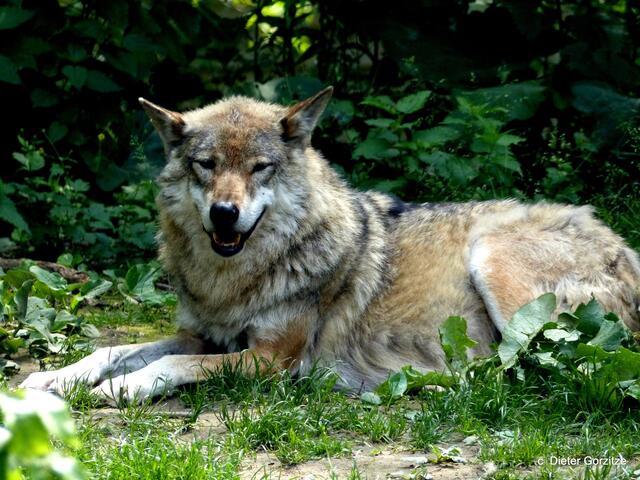 Wolfsrüde