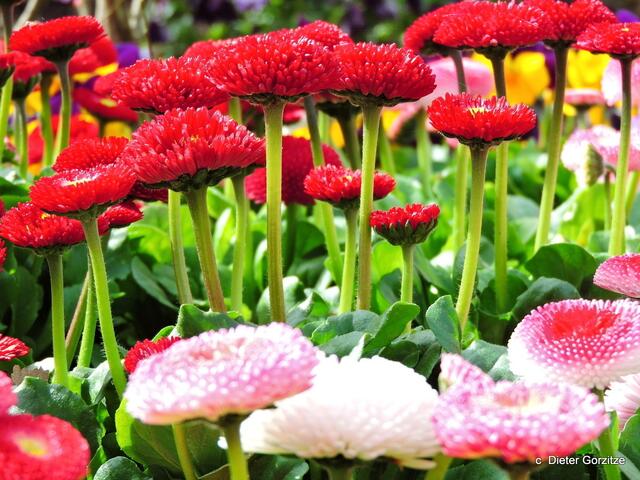 Gefüllte Gänseblümchen.