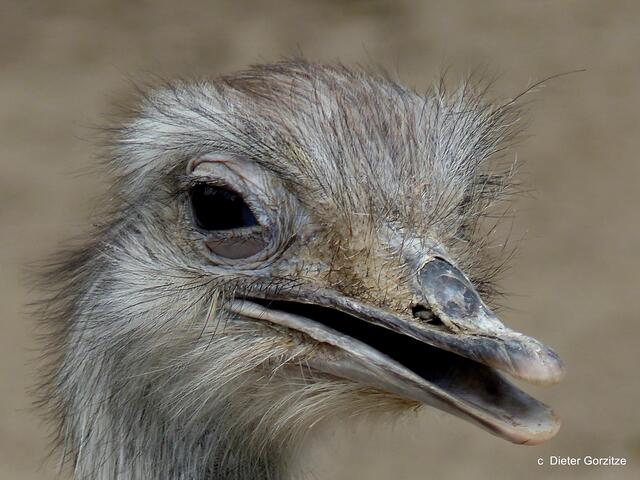 Emu