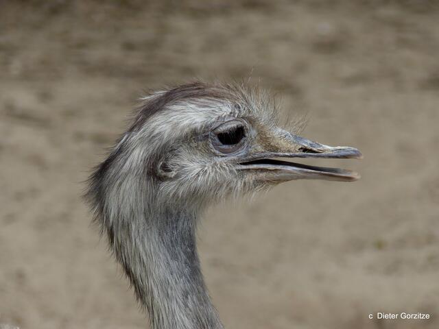 Emu