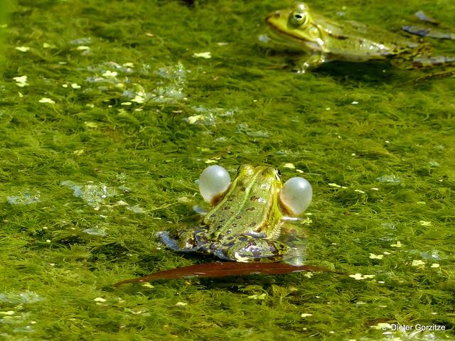 Tiergarten Worms,Teichfrosch