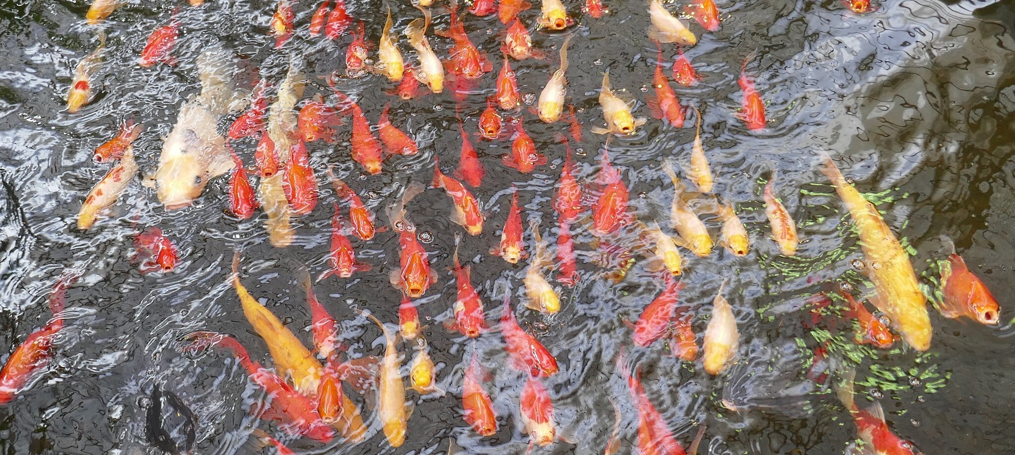 Kois und Goldfische Essen