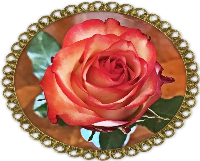 9. Oktober 2020. Rose. Bleibt gesund!