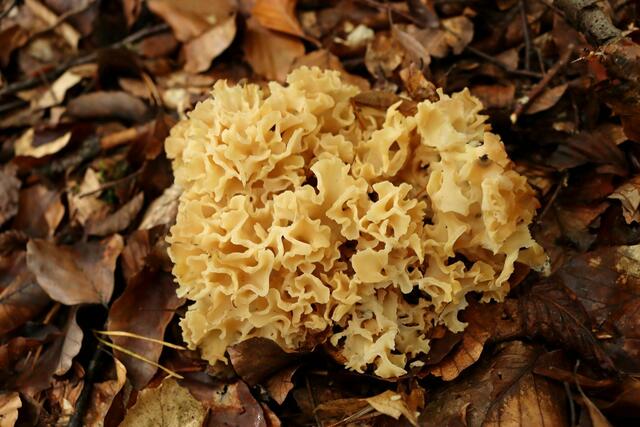 Krause Glucke im besetzten Gebiet