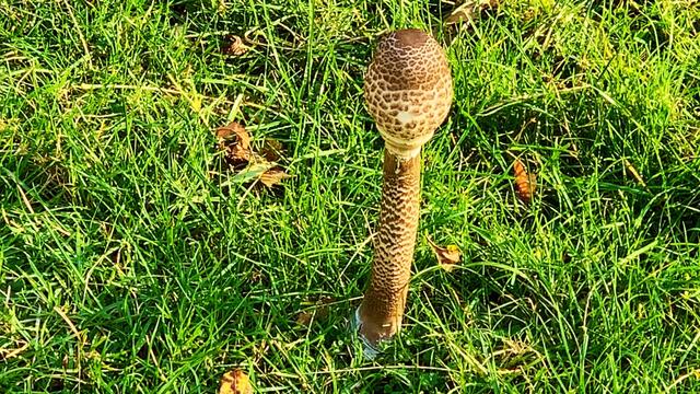 Am 10. Oktober 2020 im Tiergarten Hannover. Bemalte Steine und Pilze! Bleibt gesund!