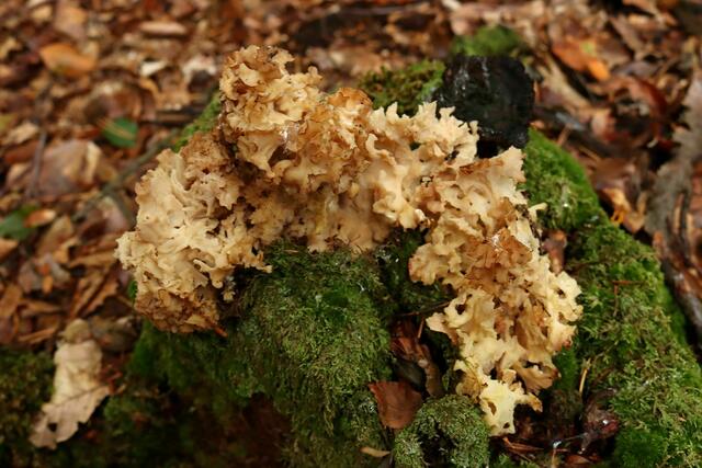 Krause Glucke im besetzten Gebiet