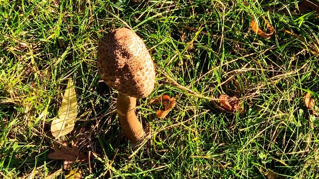 10. Oktober 2020. Tiergarten Hannover. Bleibt gesund!
