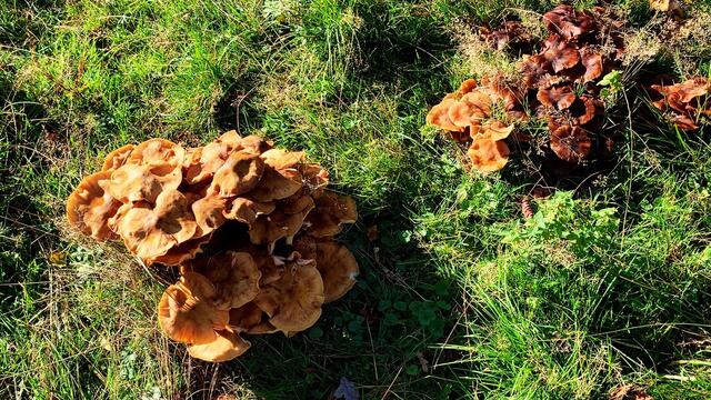 Am 10. Oktober 2020 im Tiergarten Hannover. Bemalte Steine und Pilze! Bleibt gesund!