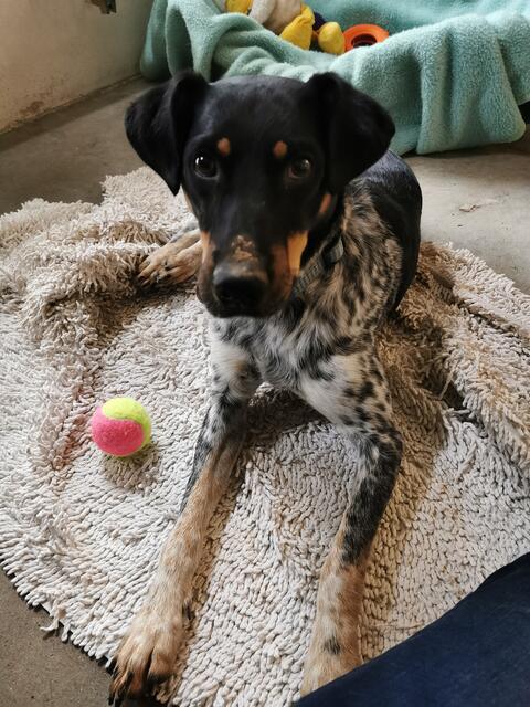 Otis