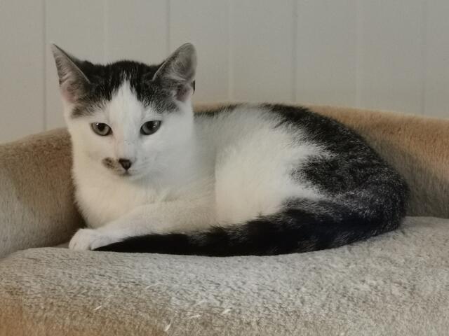 Brutus