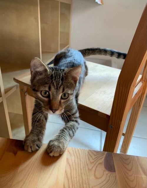Arnold (Pflegestelle)
