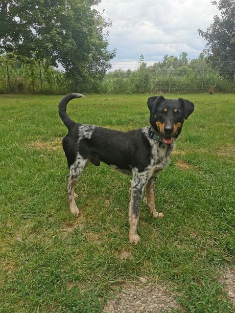 Otis