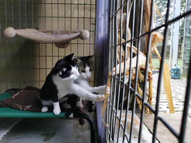 Bonny und Clyde