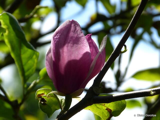 Magnolienblüte