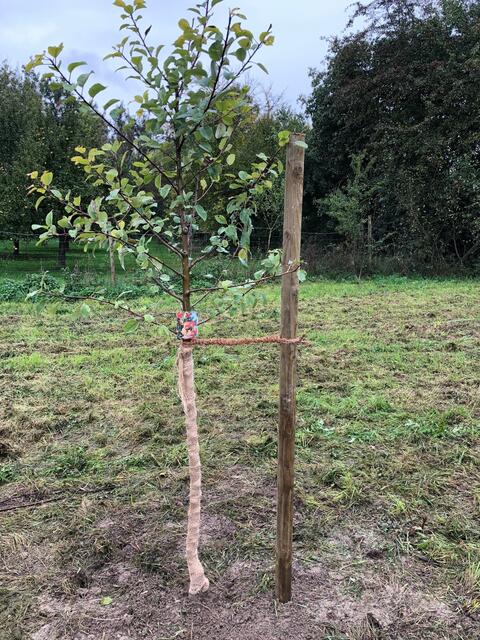 Jetzt darf das Apfelbäumchen wachsen und viel Früchte bringen.
