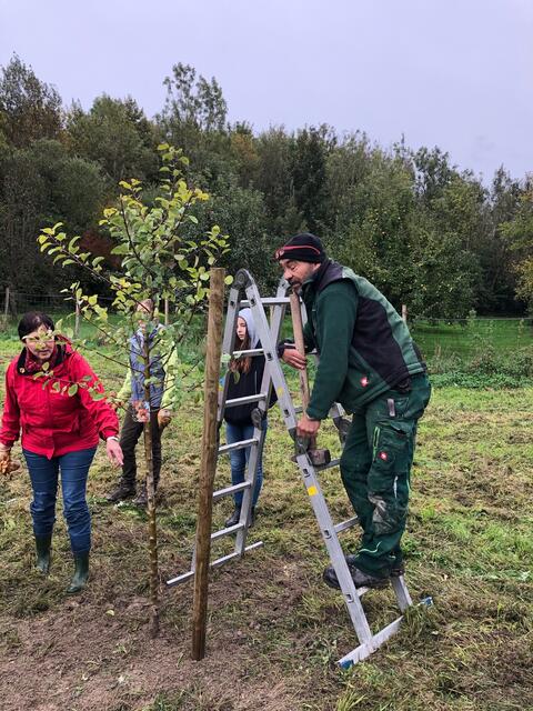 Der Gärtnermeister setzt den Pfahl für das Bäumchen auf der Westseite.