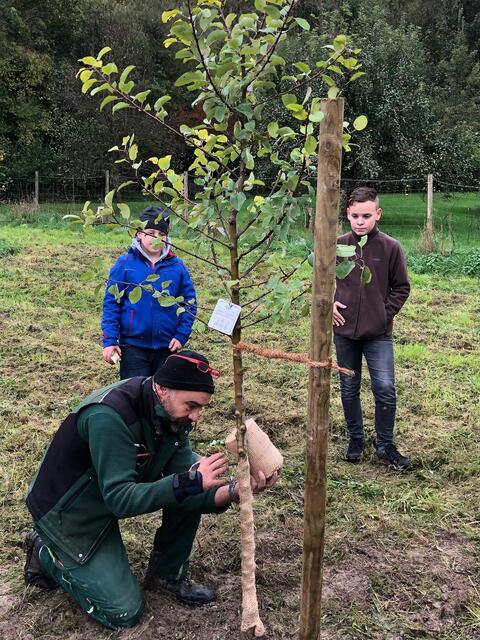 Das Apfelbäumchen hat seinen Pfahl, ist mit einem Kokosstrick angebunden und wird nun gefatscht (eingewickelt), damit es keinen Sonnenbrand bekommt.