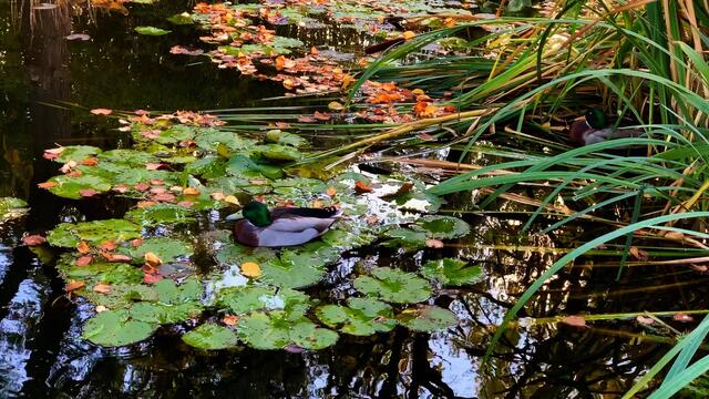 15. Oktober 2020. Rundgang im Stadtpark II. in Hannover am Congress Centrum. Bleibt gesund!