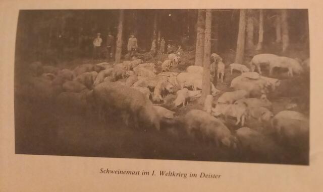 Hute in Wennigsen Schweine und Ziegenmast im Deister