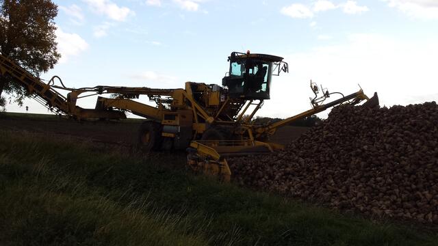 Die Rübenmaus an der Rübenmiete