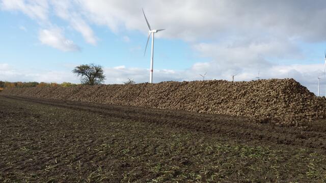 Rübenmiete am Ende (Vorgewende) eines abgeernteten Rübenfeldes. Sie kann mit der  Rübenmaus innerhalb weniger Stunden auf bereitstehende LKW verladen werden..