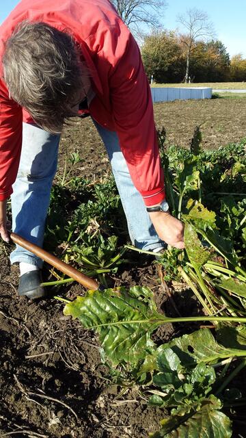 Aushebeln der Rübe