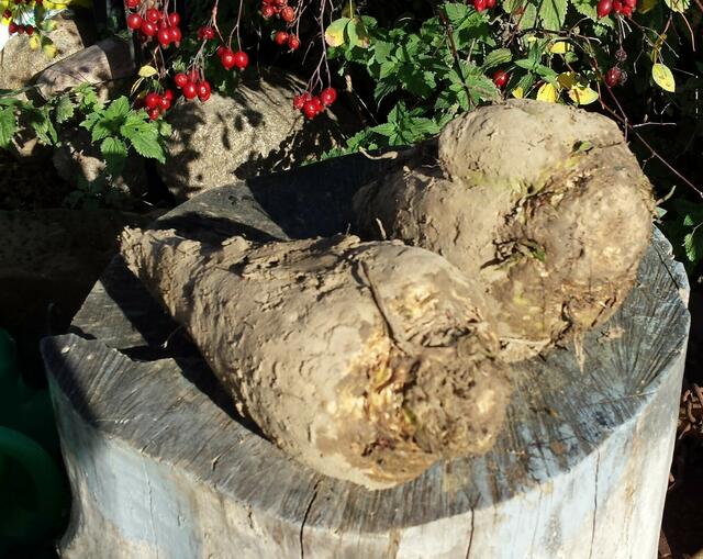 Mit dem 6-Reiher gerodete Rüben. Durch schonendes Entfernen der Blätter nur wenig Substanzverluste an der Rübe.