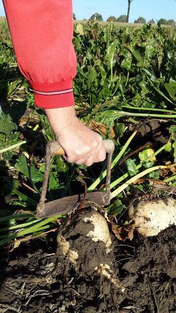 Köpfen der Rüben mit dem Drückmesser