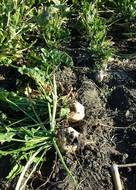 gerodete Rüben, abgelegt Blatt an Blatt, Rübe an Rübe
