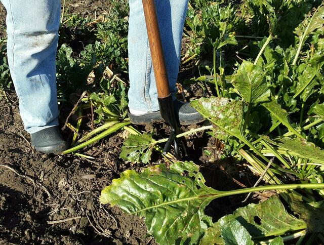 Ansetzen des Handroders vor der Rübe