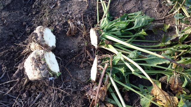 Mit dem Drückmesser geköpfte Rüben. Relativ viel Substanzverlust an der Rübe.