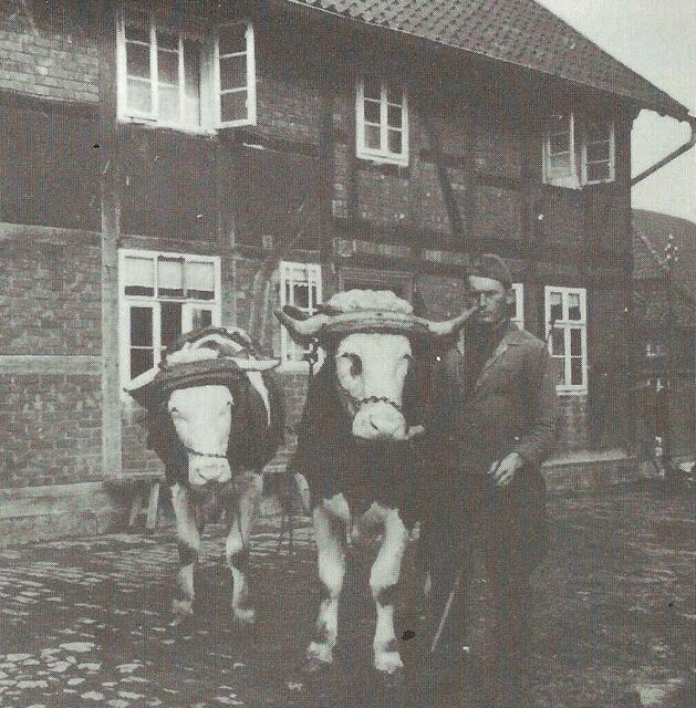 Kleinbauern mussten sich mit dem Ochsengespann begnügen, oder  mit einem gemischten Gespann (Pferd und Ochse).