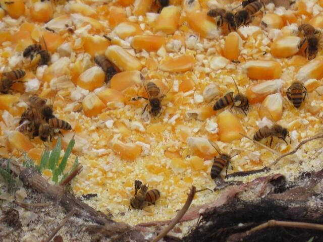 ein Gemisch aus Mais und Reis, wohl vorgekocht oder sonst feucht gebunden, auf jeden Fall gefiel das auch den Bienen